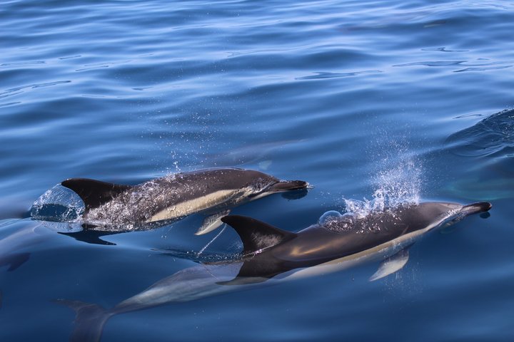Biologist Guided Dolphin Watching Safari | wizardtrip
