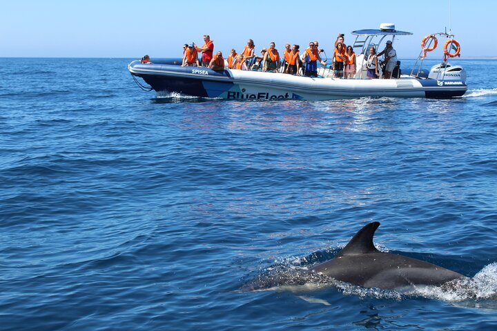 Dolfijnensafari met mariene bioloog in Lagos, Portugal, op een snelle RIB-boot, foto 7 | wizardtrip
