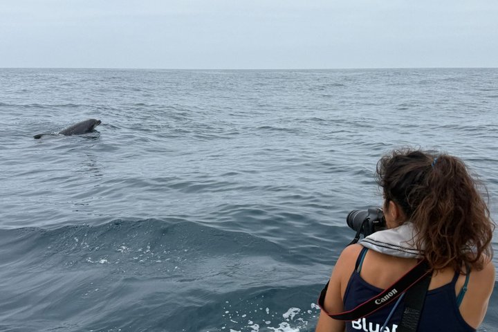 Dolfijnensafari met mariene bioloog in Lagos, Portugal, op een snelle RIB-boot, foto 8 | wizardtrip