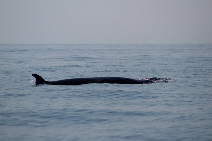 Dolfijnensafari met mariene bioloog in Lagos, Portugal, op een snelle RIB-boot, foto 10 | wizardtrip