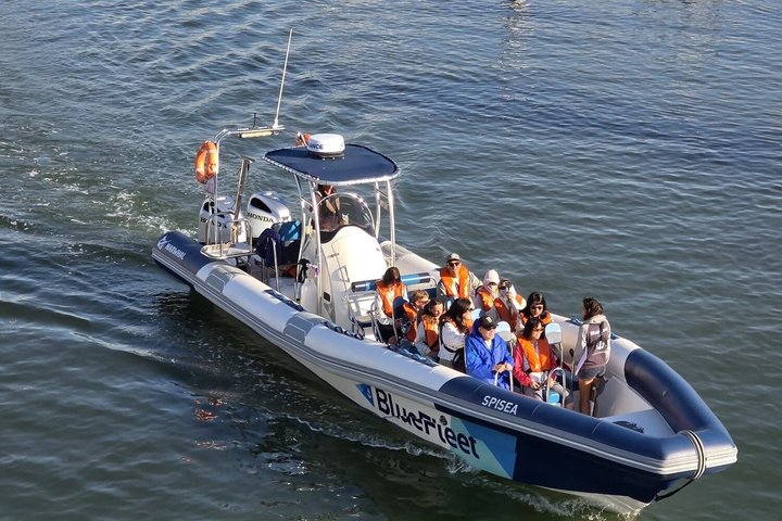Dolfijnensafari met mariene bioloog in Lagos, Portugal, op een snelle RIB-boot, foto 11 | wizardtrip