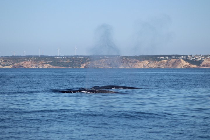 Dolfijnensafari met mariene bioloog in Lagos, Portugal, op een snelle RIB-boot, foto 12 | wizardtrip