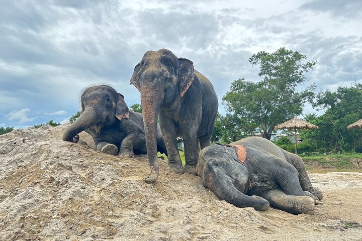 Phuket: Elefanten-Naturwanderung – Geführte Tour mit Transport | wizardtrip