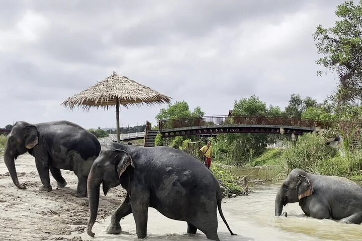 Ethische Elefantenbegegnung in Phuket, Thailand, mit Fütterung, Schlammbad und Flussaktivitäten, Foto 6 | wizardtrip
