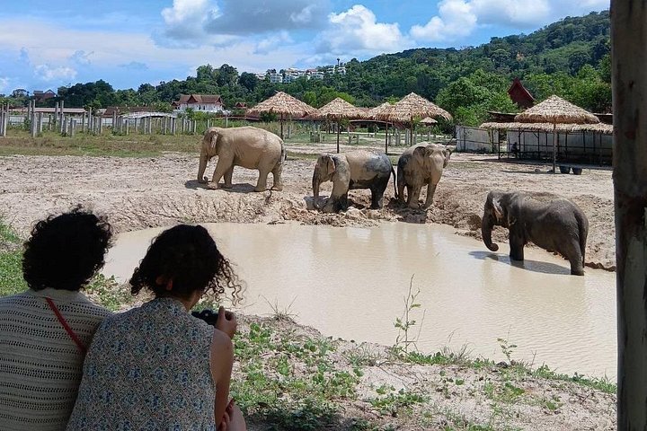 Ethische Elefantenbegegnung in Phuket, Thailand, mit Fütterung, Schlammbad und Flussaktivitäten, Foto 10 | wizardtrip