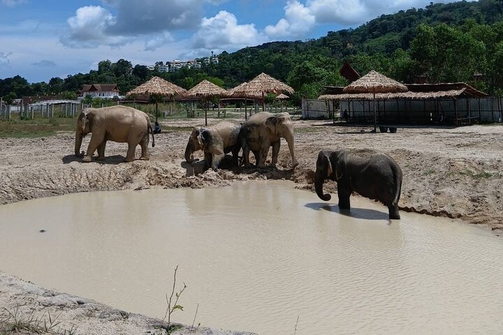 Ethische Elefantenbegegnung in Phuket, Thailand, mit Fütterung, Schlammbad und Flussaktivitäten, Foto 12 | wizardtrip