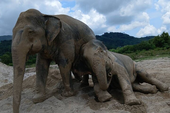 Ethische Elefantenbegegnung in Phuket, Thailand, mit Fütterung, Schlammbad und Flussaktivitäten, Foto 13 | wizardtrip