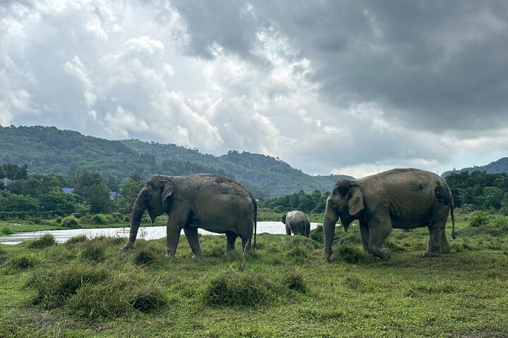 Ethische Elefantenbegegnung in Phuket, Thailand, mit Fütterung, Schlammbad und Flussaktivitäten, Foto 15 | wizardtrip