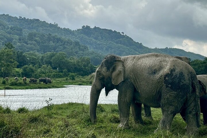 Ethische Elefantenbegegnung in Phuket, Thailand, mit Fütterung, Schlammbad und Flussaktivitäten, Foto 16 | wizardtrip