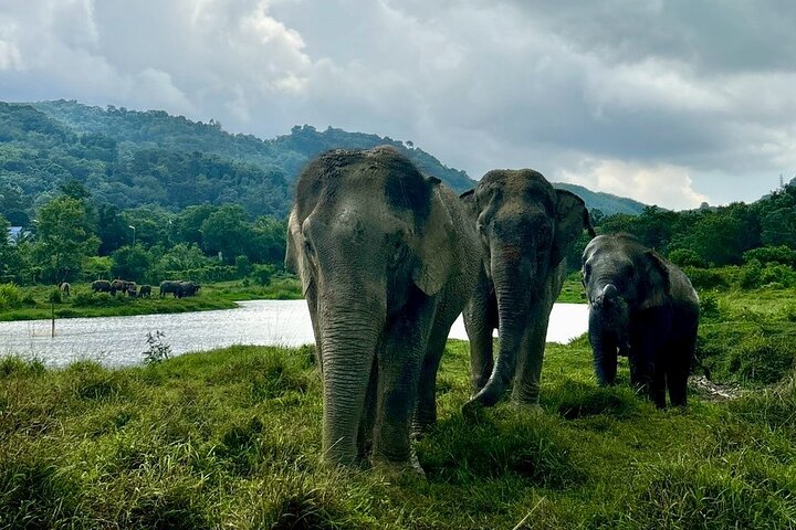 Ethische Elefantenbegegnung in Phuket, Thailand, mit Fütterung, Schlammbad und Flussaktivitäten, Foto 17 | wizardtrip