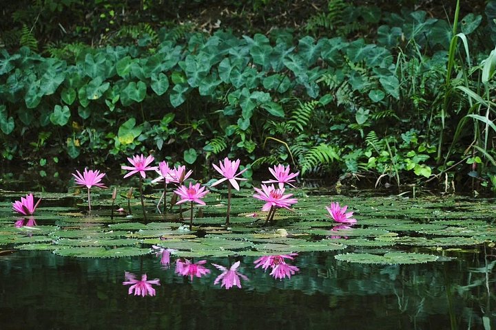 Full-day tour from Hanoi to Ninh Binh visiting Hoa Lu, Trang An, and Mua Cave with cycling, photo 38 | wizardtrip