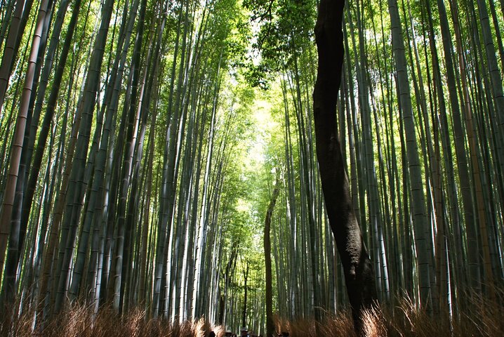 Tour a piedi attraverso la Foresta di Bambù di Arashiyama, il Parco delle Scimmie e il Tempio Tenryu-ji di Kyoto, foto 8 | wizardtrip