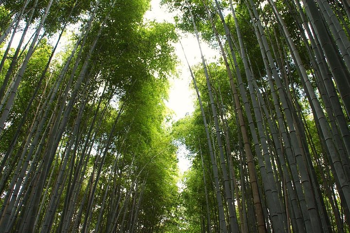 Tour a piedi attraverso la Foresta di Bambù di Arashiyama, il Parco delle Scimmie e il Tempio Tenryu-ji di Kyoto, foto 11 | wizardtrip