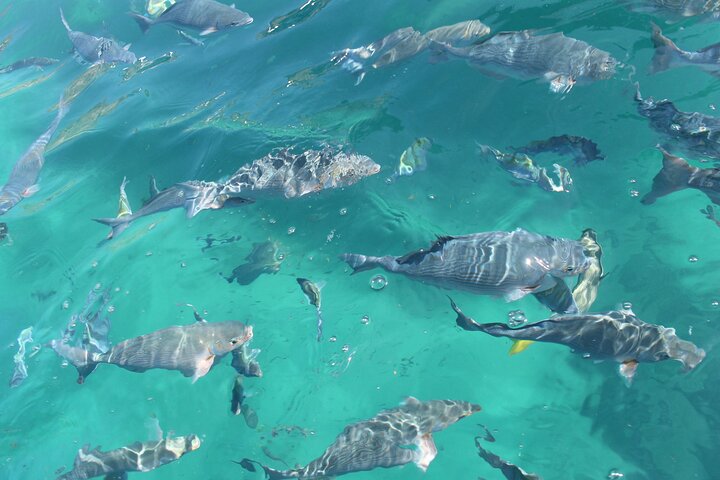 Glass bottom boat tour to the Arch of Cabo San Lucas, Mexico, showcasing marine life and rock formations, photo 13 | wizardtrip