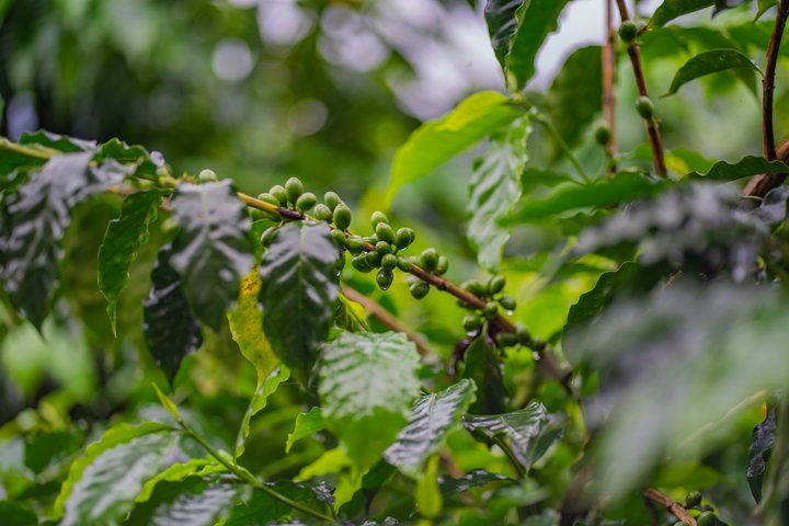 Kaffe- og sjokoladetur i La Fortuna | wizardtrip
