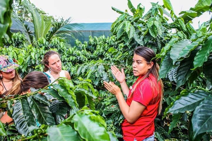 Lär dig om kaffe- och chokladproduktion och njut av provsmakningar på denna tur i La Fortuna, Costa Rica, foto 7 | wizardtrip