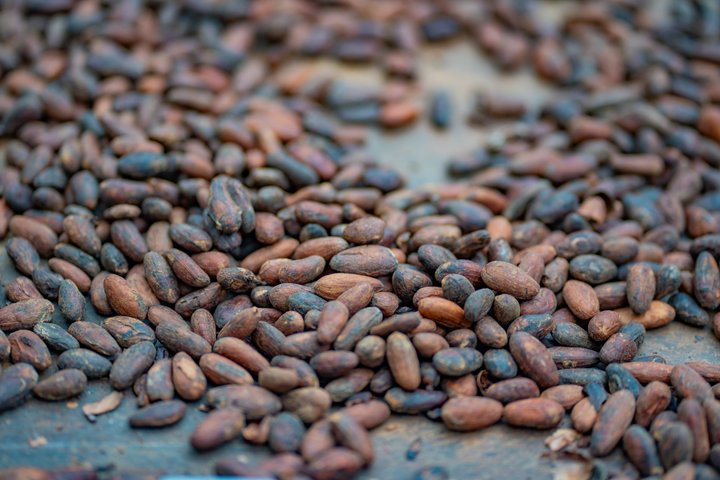Lär dig om kaffe- och chokladproduktion och njut av provsmakningar på denna tur i La Fortuna, Costa Rica, foto 10 | wizardtrip