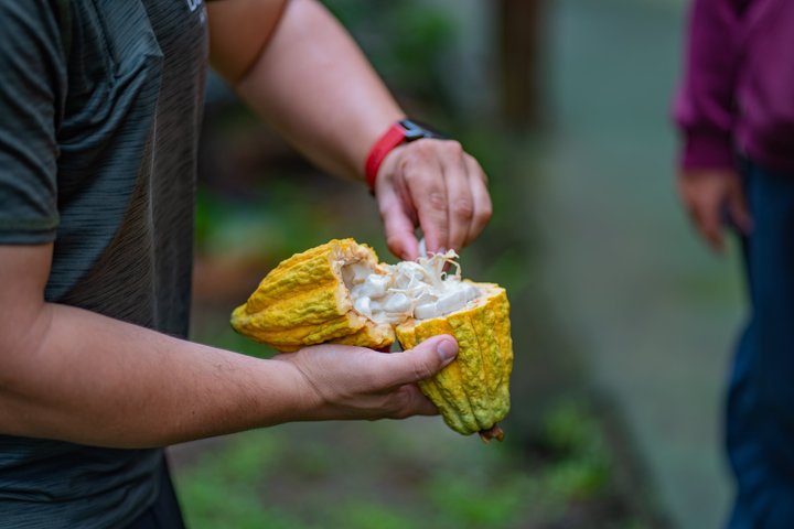 Lär dig om kaffe- och chokladproduktion och njut av provsmakningar på denna tur i La Fortuna, Costa Rica, foto 11 | wizardtrip