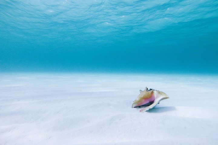 メキシコ、プエルト・モレロスでの浅い砂州へのカタマランセーリングツアー、水泳とランチ付き、写真7 | wizardtrip