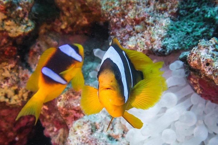 Dykkeeventyr i Rødehavet, Hurghada, med båttur, lunsj og transport, foto 12 | wizardtrip