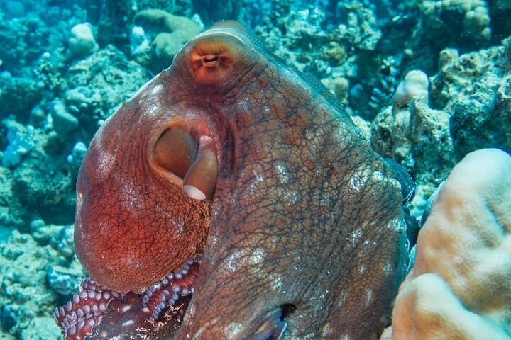Dykkeeventyr i Rødehavet, Hurghada, med båttur, lunsj og transport, foto 13 | wizardtrip
