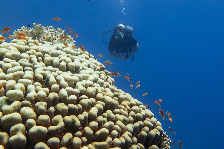 Dykkeeventyr i Rødehavet, Hurghada, med båttur, lunsj og transport, foto 14 | wizardtrip