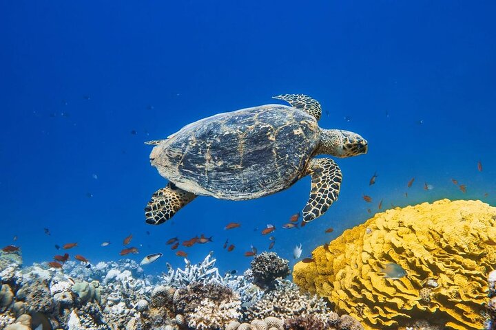 Dykkeeventyr i Rødehavet, Hurghada, med båttur, lunsj og transport, foto 17 | wizardtrip