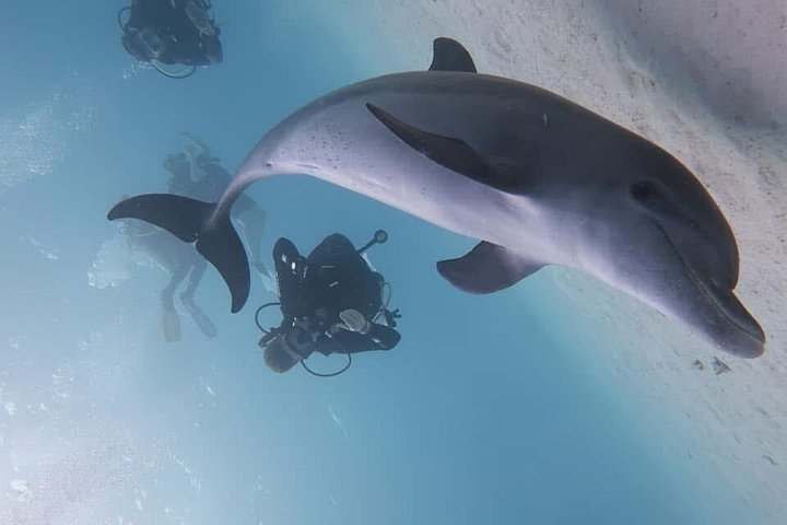 Dykkeeventyr i Rødehavet, Hurghada, med båttur, lunsj og transport, foto 24 | wizardtrip
