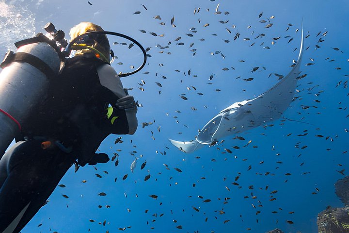 Dykkeeventyr i Rødehavet, Hurghada, med båttur, lunsj og transport, foto 25 | wizardtrip