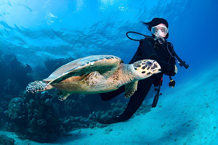 Dykkeeventyr i Rødehavet, Hurghada, med båttur, lunsj og transport, foto 27 | wizardtrip