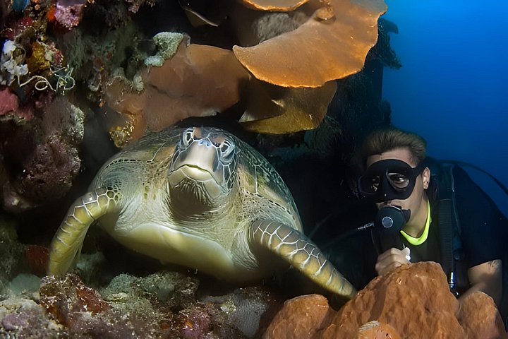 Dykkeeventyr i Rødehavet, Hurghada, med båttur, lunsj og transport, foto 33 | wizardtrip