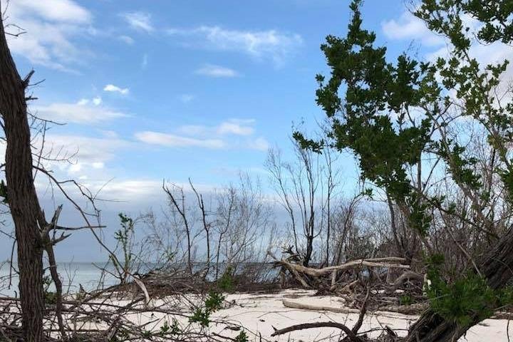 Marco Island 2-Hour Dolphin, Birding, and Shelling Tour | wizardtrip