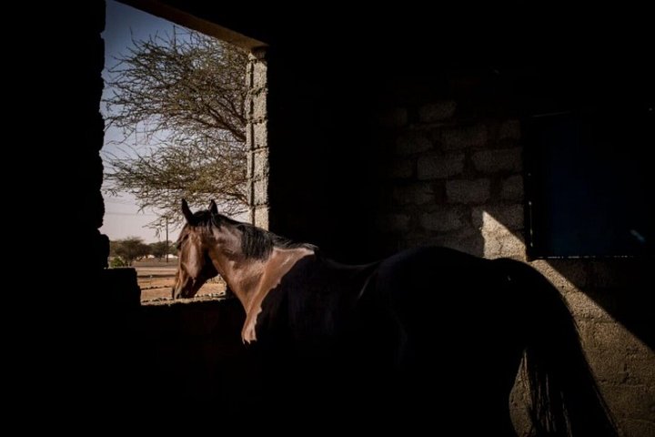 Horse and camel riding adventure in Hurghada, Egypt, with desert and sea views, photo 12 | wizardtrip