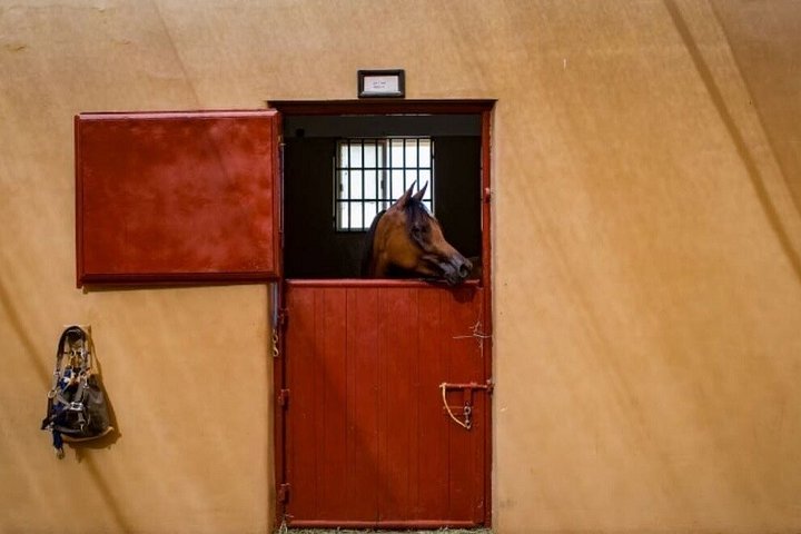 Horse and camel riding adventure in Hurghada, Egypt, with desert and sea views, photo 13 | wizardtrip