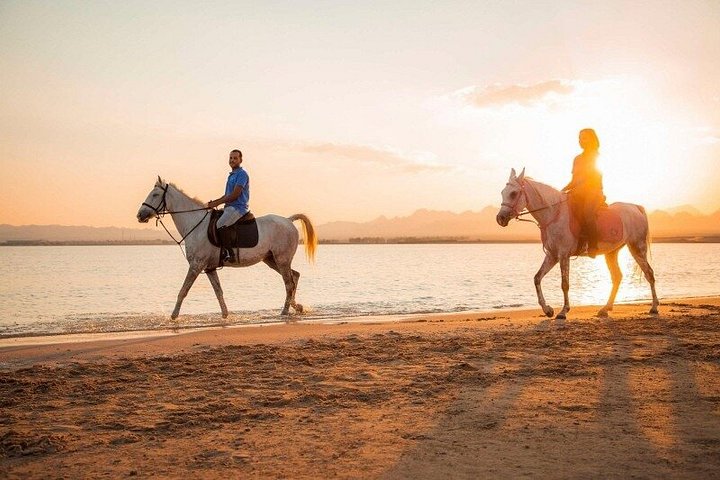 Horse and camel riding adventure in Hurghada, Egypt, with desert and sea views, photo 45 | wizardtrip