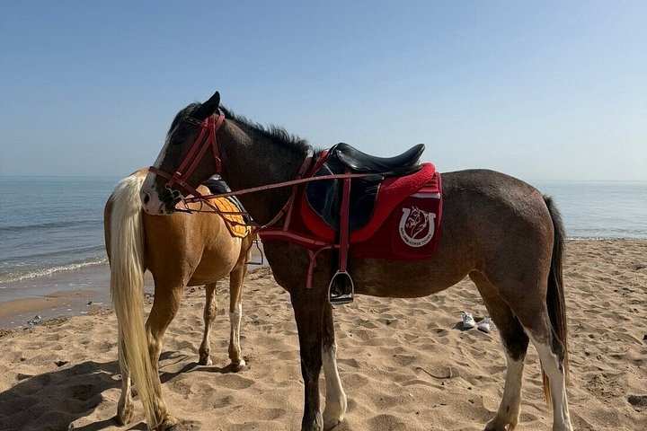Horse and camel riding adventure in Hurghada, Egypt, with desert and sea views, photo 51 | wizardtrip