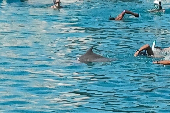Volledige dag snorkeltour naar Dolphin House vanuit Hurghada met dolfijnen spotten en lunch, foto 6 | wizardtrip