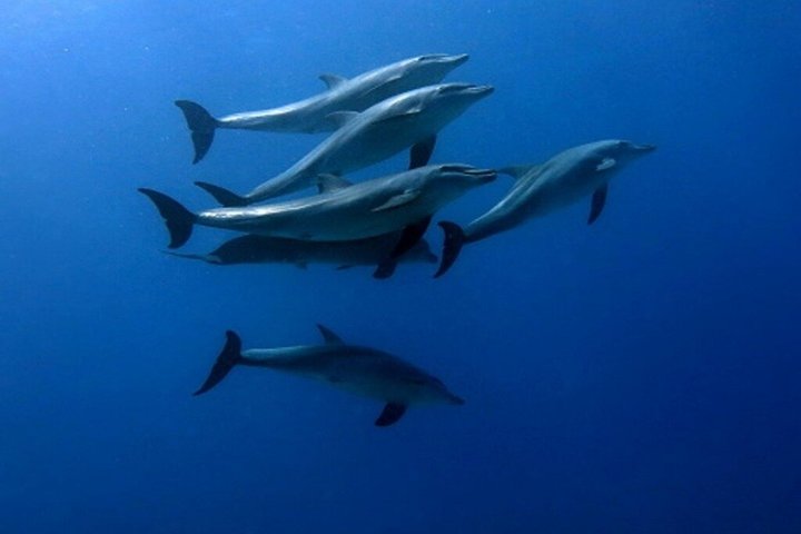 Volledige dag snorkeltour naar Dolphin House vanuit Hurghada met dolfijnen spotten en lunch, foto 7 | wizardtrip