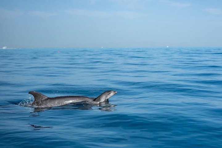 Volledige dag snorkeltour naar Dolphin House vanuit Hurghada met dolfijnen spotten en lunch, foto 8 | wizardtrip