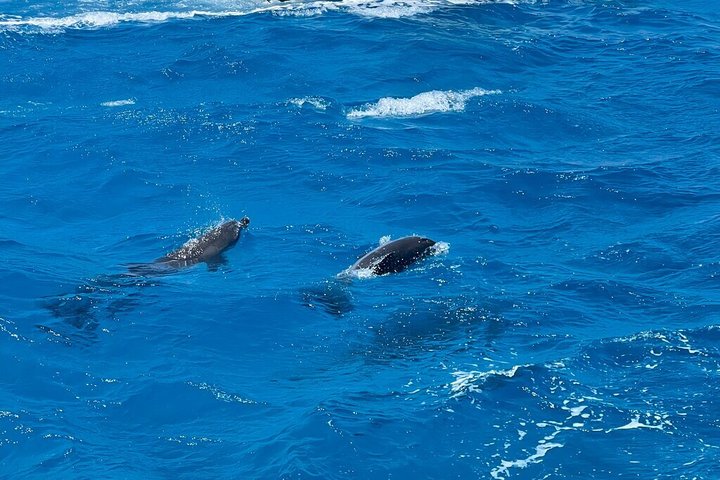 Volledige dag snorkeltour naar Dolphin House vanuit Hurghada met dolfijnen spotten en lunch, foto 9 | wizardtrip