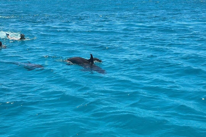 Volledige dag snorkeltour naar Dolphin House vanuit Hurghada met dolfijnen spotten en lunch, foto 10 | wizardtrip