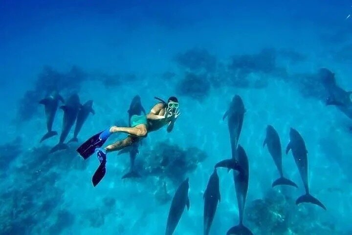 Volledige dag snorkeltour naar Dolphin House vanuit Hurghada met dolfijnen spotten en lunch, foto 11 | wizardtrip