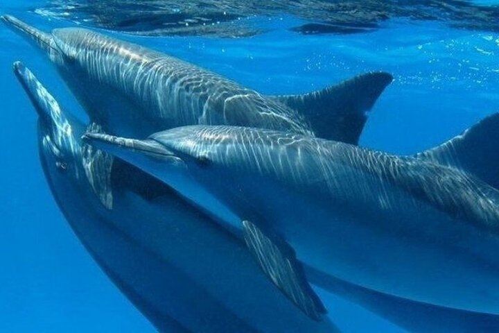 Volledige dag snorkeltour naar Dolphin House vanuit Hurghada met dolfijnen spotten en lunch, foto 12 | wizardtrip