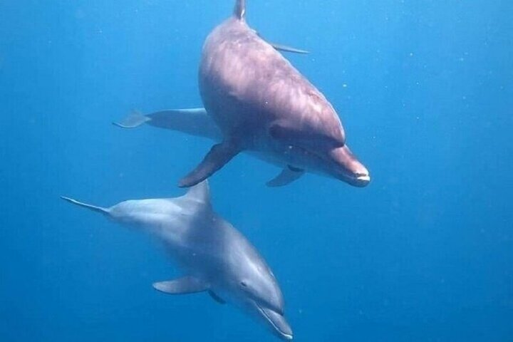 Volledige dag snorkeltour naar Dolphin House vanuit Hurghada met dolfijnen spotten en lunch, foto 13 | wizardtrip