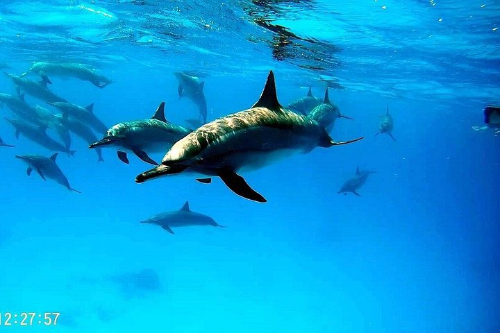 Volledige dag snorkeltour naar Dolphin House vanuit Hurghada met dolfijnen spotten en lunch, foto 15 | wizardtrip