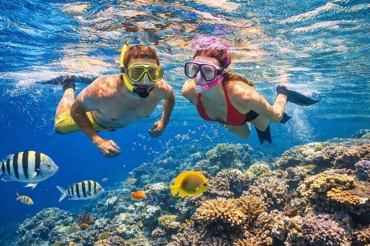 Volledige dag snorkeltour naar Dolphin House vanuit Hurghada met dolfijnen spotten en lunch, foto 16 | wizardtrip