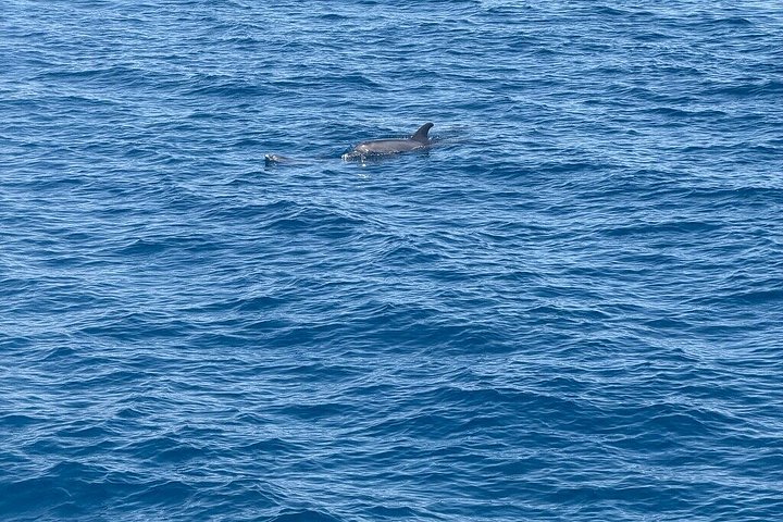 Volledige dag snorkeltour naar Dolphin House vanuit Hurghada met dolfijnen spotten en lunch, foto 19 | wizardtrip