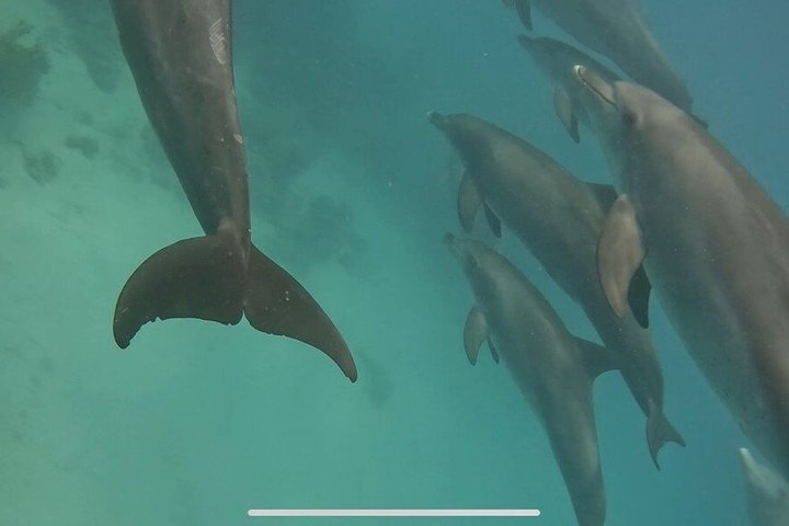 Volledige dag snorkeltour naar Dolphin House vanuit Hurghada met dolfijnen spotten en lunch, foto 20 | wizardtrip