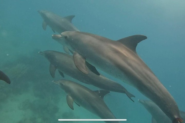 Volledige dag snorkeltour naar Dolphin House vanuit Hurghada met dolfijnen spotten en lunch, foto 21 | wizardtrip