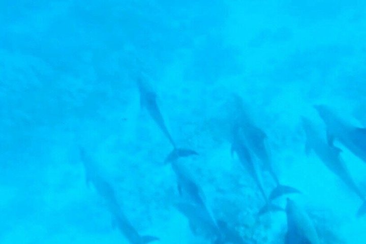 Volledige dag snorkeltour naar Dolphin House vanuit Hurghada met dolfijnen spotten en lunch, foto 22 | wizardtrip